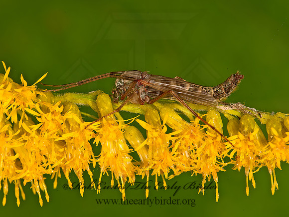 Chironomus  MIDGE 9052602z