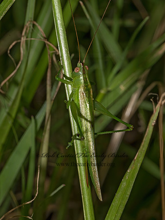 Conocephalus fasciatus  SLENDER MEADOW KATYDID 3041295z
