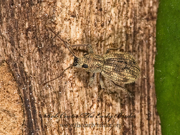 Calomycterus setarius 8006830z