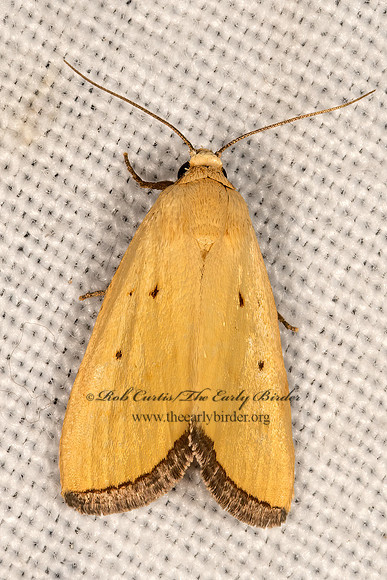 Marimatha nigrofimbria  BLACK-BORDERED LEMON MOTH 3031953z