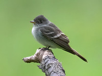 Empidonax TRAILL'S FLYCATCHER 9077209z