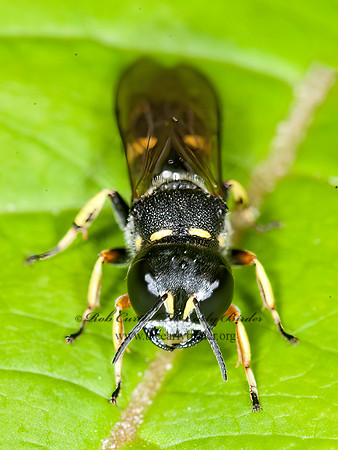 Ectemnius continuus  CRABRONID WASP 8034331z
