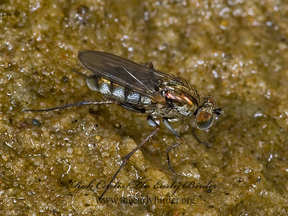 Tachytrechus augustipennis  LONGLEGGED FLY  5014392z