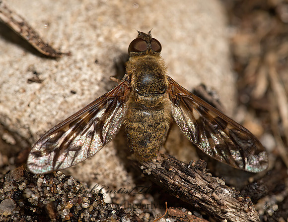 Dipalta serpentina  BEE FLY 9040715z