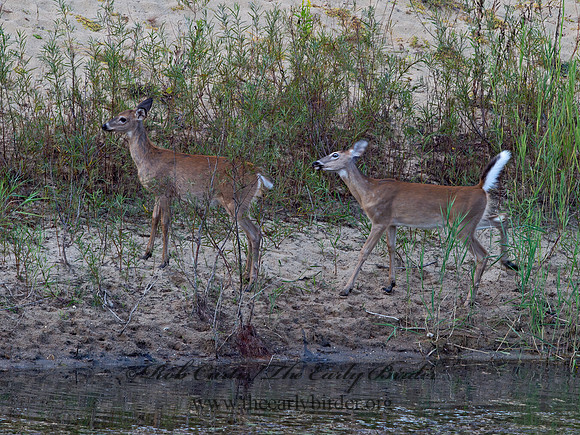 Odocoileus virginianus  WHITE-TAILED DEER 9053461z