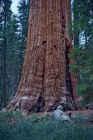 Sequoiadendron giganteum  GIANT SEQUOIA 9058146z