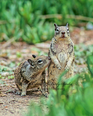 Otospermophilus beecheyi  CALIFORNIA GROUND SQUIRREL 106826z