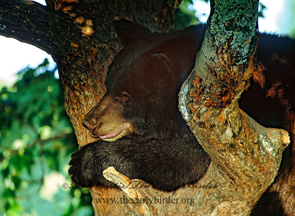 Ursus americanus  BLACK BEAR  302307z