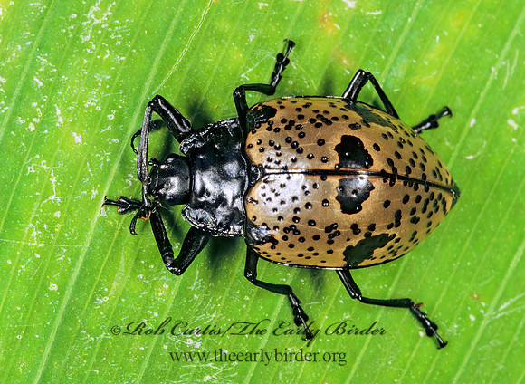 Cypherotylus costaricensis 202732z