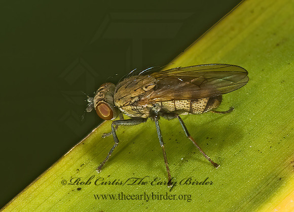 Notiphila  SHORE FLY 5000676z