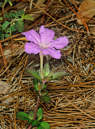 Ruellia caroliniensis  WILD PETUNIA 248125z