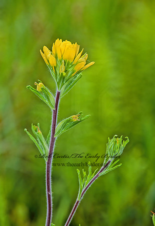 Castilleja coccinea  INDIAN PAINTBRUSH 267428 z