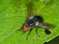 Archytas aterrimus  TACHINID FLY 6010491z