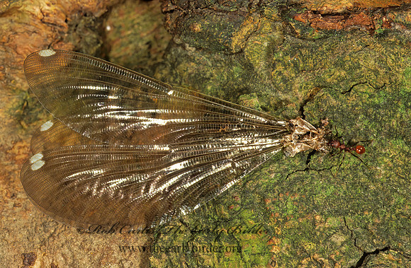 Aphaenogaster 1111927z