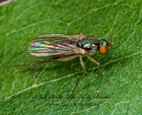 Gymnopternus debilis~  LONGLEGGED FLY~ 3002768z