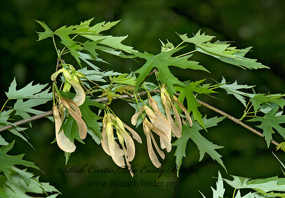 Acer saccharinum  SILVER MAPLE 4001088z