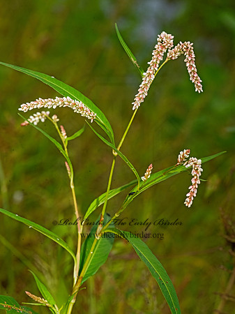 Persicaria lapathifolia  PALE SMARTWEED 3025930-z