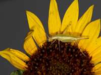 Oecanthus argentinus~  PRAIRIE TREE CRICKET 3023245z