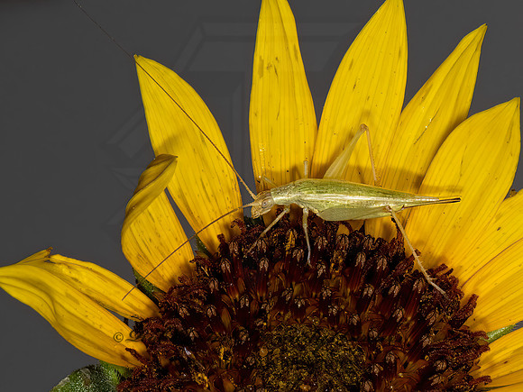 Oecanthus argentinus~  PRAIRIE TREE CRICKET 3023245z