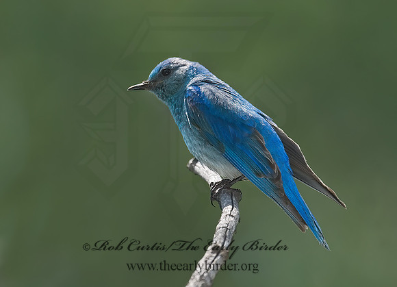 Sialia currucoides  MOUNTAIN BLUEBIRD  7010958z