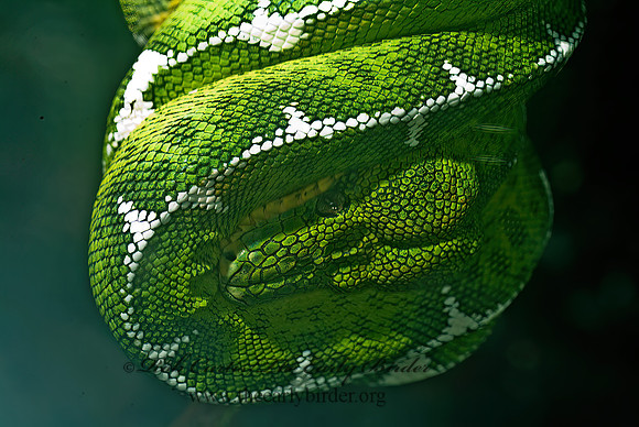 Corallus caninus  EMERALD TREE BOA 4002616z