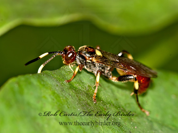 Ichneumonidae  COLORFUL ICHNEUMON 2 9041602z