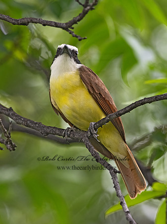 Pitangus sulphuratus  GREAT KISKADEE 3036375z