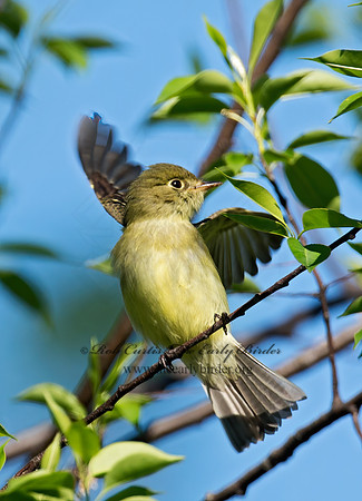 Empidonax flaviventris  YELLOW-BELLIED FLYCATCHER 9011487z