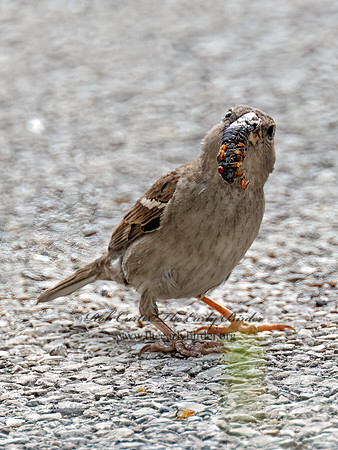 Passer domesticus HOUSE SPARROW 9089235z