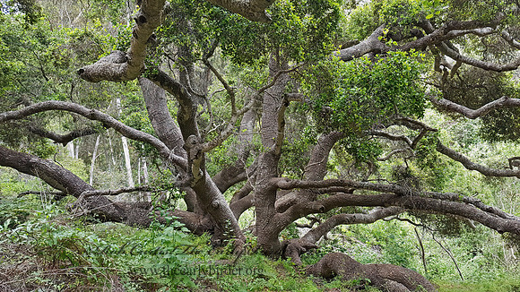 Quercus agrifolia  COASTAL LIVE OAK 2000799z
