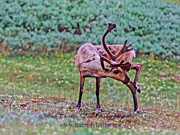 Rangifer tarandus  CARIBOU 235320z