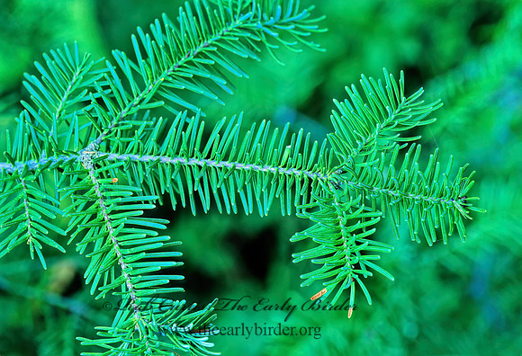 Abies balsamea  BALSAM FIR 212313z