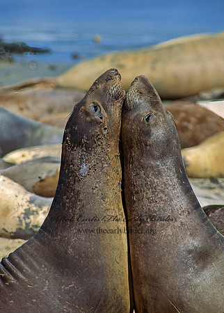 Mirounga angustirostris  NORTHERN ELEPHANT SEAL 110805z