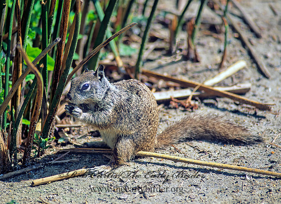 Otospermophilus beecheyi  CALIFORNIA GROUND SQUIRREL 106635z