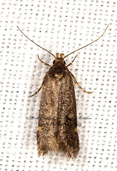 Gelechiini  TWIRLER MOTH 3036537z
