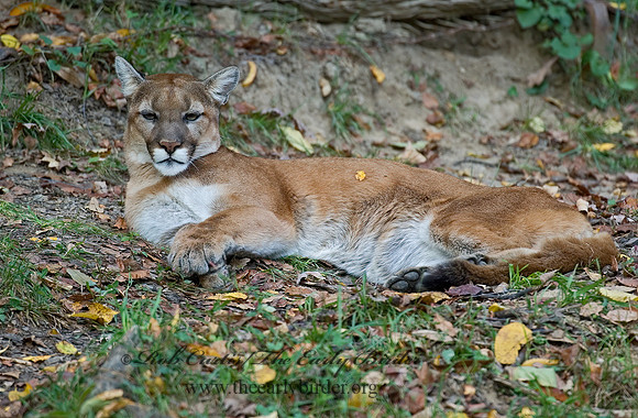 Puma concolor  COUGAR 5002937z