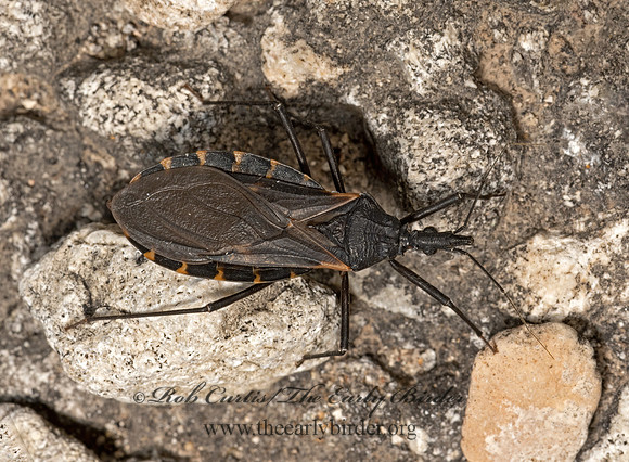 Triatoma gerstaeckeri  BLOODSUCKING CONENOSE 3040132z