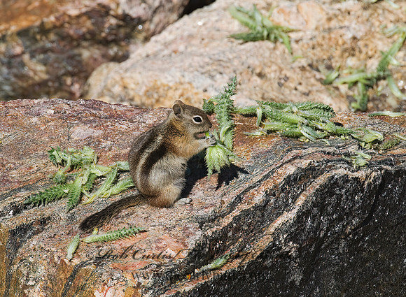 Callospermophilus lateralis  GOLDEN MANTLED SQUIRREL 7010684z