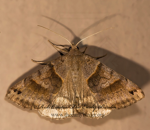 Caenurgina crassiuscula CLOVER LOOPER MOTH 8008236z