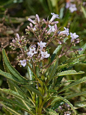 Eriodictyon californicum  MOUNTAIN BALM  8036867z