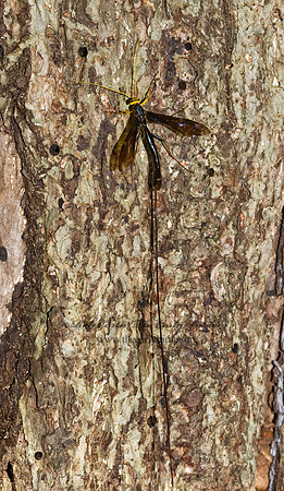 Megarhyssa atrata 8006028 Fz