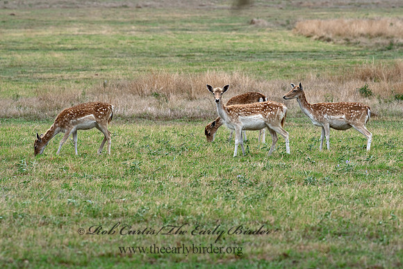Axis axis  AXIS DEER 6040056z