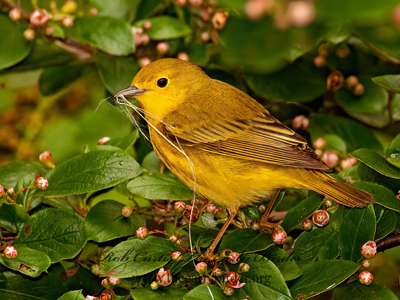 Setophaga petechia  YELLOW WARBLER 3002297z
