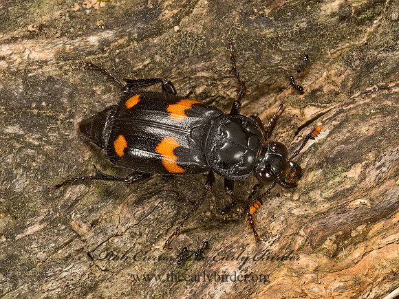 Nicrophorus orbicollis  ROUNDNECK SEXTON BEETLE 9048807z
