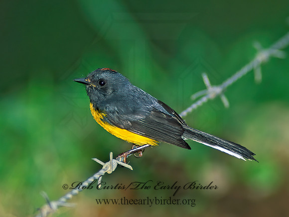 Myioborus miniatus  SLATE-THROATED REDSTART 199631z