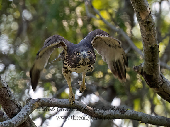 Buteo jamaicensis RED-TAILED HAWK 3047318 (1)