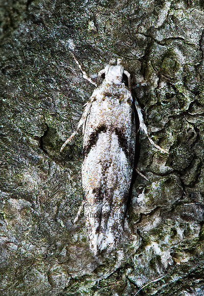 Arogalea cristifasciella  STRIPE-BACKED MOTH 5012432z