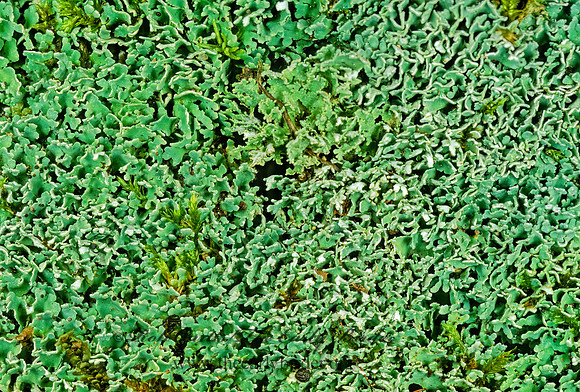 Cladonia apodocarpa  REINDEER LICHEN 214011z