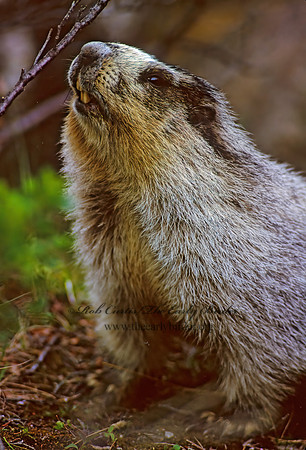 Marmota calligata  HOARY MARMOT 234828z