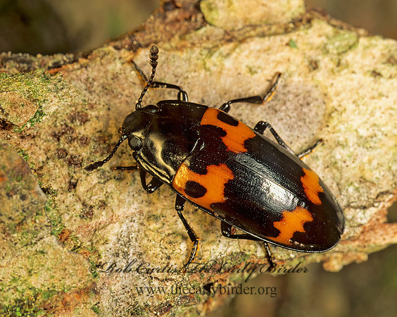 Megalodacne fasciata 173904z